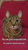 Cat Litter Box Pro - deez_nutz_cat-video